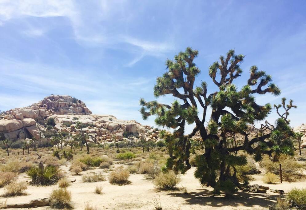 Cozy Stylish Home In The Heart Of Jt Village Joshua Tree Luaran gambar
